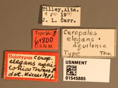 Ceropales elegans aquilonia by the Smithsonian. Used under a CC0 license.