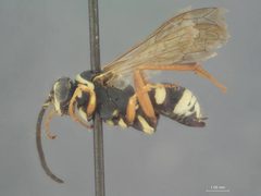 Ceropales maculata rhodomerus by the Smithsonian. Used under a CC0 license.