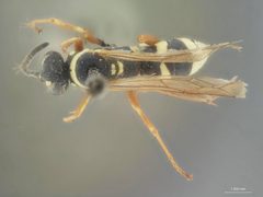 Ceropales maculata rhodomerus by the Smithsonian. Used under a CC0 license.