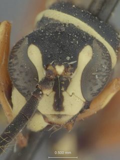 Ceropales maculata rhodomerus by the Smithsonian. Used under a CC0 license.