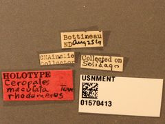 Ceropales maculata rhodomerus by the Smithsonian. Used under a CC0 license.