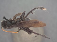 Cryptocheilus peruvianus by the Smithsonian. Used under a CC0 license.