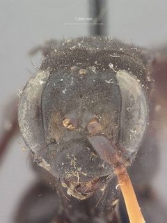 Cryptocheilus peruvianus by the Smithsonian. Used under a CC0 license.
