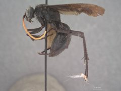 Cryptocheilus peruvianus by the Smithsonian. Used under a CC0 license.