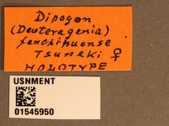 Dipogon (Deuteragenia) fenchihuensis by the Smithsonian. Used under a CC0 license.