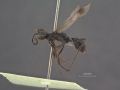 Dipogon (Deuteragenia) fenchihuensis by the Smithsonian. Used under a CC0 license.