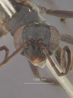Dipogon (Deuteragenia) fenchihuensis by the Smithsonian. Used under a CC0 license.