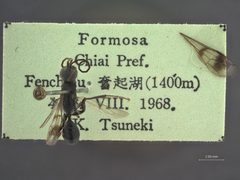 Dipogon (Deuteragenia) fenchihuensis by the Smithsonian. Used under a CC0 license.
