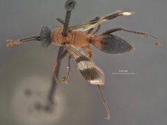 Dipogon (Deuteragenia) iracundus by the Smithsonian. Used under a CC0 license.