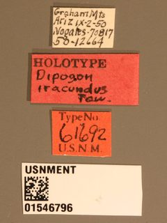 Dipogon (Deuteragenia) iracundus by the Smithsonian. Used under a CC0 license.