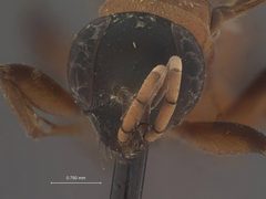 Dipogon (Deuteragenia) iracundus by the Smithsonian. Used under a CC0 license.
