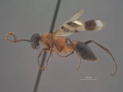Dipogon (Deuteragenia) iracundus by the Smithsonian. Used under a CC0 license.
