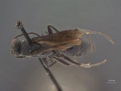 Dipogon papago floridanus by the Smithsonian. Used under a CC0 license.
