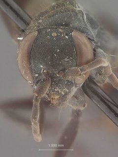 Dipogon papago floridanus by the Smithsonian. Used under a CC0 license.