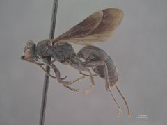 Dipogon papago floridanus by the Smithsonian. Used under a CC0 license.