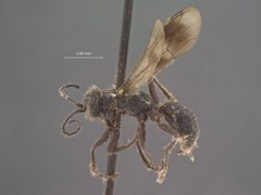 Dipogon (Deuteragenia) sayi nigrior by the Smithsonian. Used under a CC0 license.