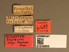 Dipogon (Deuteragenia) sayi nigrior by the Smithsonian. Used under a CC0 license.