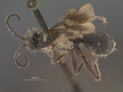 Dipogon (Deuteragenia) sayi nigrior by the Smithsonian. Used under a CC0 license.