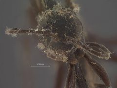 Dipogon (Deuteragenia) sayi nigrior by the Smithsonian. Used under a CC0 license.