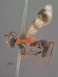 Dipogon (Deuteragenia) thoracicus by the Smithsonian. Used under a CC0 license.