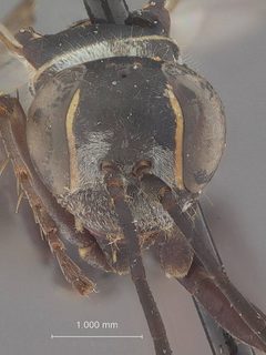 Episyron bakeri by the Smithsonian. Used under a CC0 license.