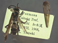 Episyron latimarginatus by the Smithsonian. Used under a CC0 license.