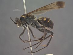 Episyron latimarginatus by the Smithsonian. Used under a CC0 license.