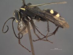 Episyron maehleri by the Smithsonian. Used under a CC0 license.