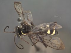 Episyron maehleri by the Smithsonian. Used under a CC0 license.