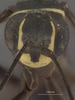 Episyron maehleri by the Smithsonian. Used under a CC0 license.