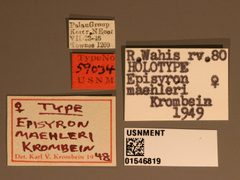 Episyron maehleri by the Smithsonian. Used under a CC0 license.