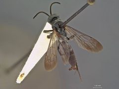 Evagetes asignus by the Smithsonian. Used under a CC0 license.
