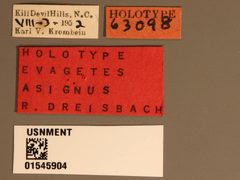 Evagetes asignus by the Smithsonian. Used under a CC0 license.