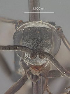 Evagetes asignus by the Smithsonian. Used under a CC0 license.