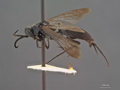 Evagetes asignus by the Smithsonian. Used under a CC0 license.