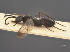 Evagetes (Exagetes) cinerellus by the Smithsonian. Used under a CC0 license.
