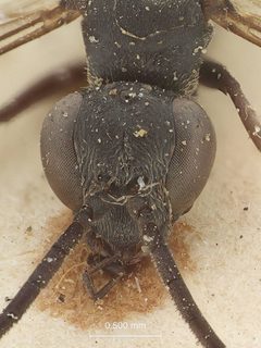 Evagetes (Exagetes) cinerellus by the Smithsonian. Used under a CC0 license.