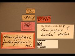 Hemipepsis banksi by the Smithsonian. Used under a CC0 license.