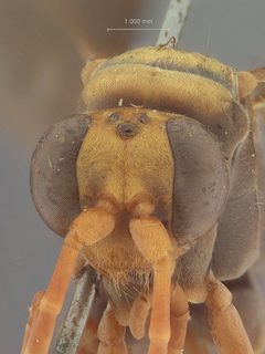 Hemipepsis excepta by the Smithsonian. Used under a CC0 license.