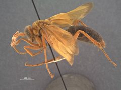 Hemipepsis grahami by the Smithsonian. Used under a CC0 license.