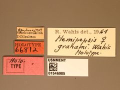 Hemipepsis grahami by the Smithsonian. Used under a CC0 license.