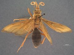 Hemipepsis grahami by the Smithsonian. Used under a CC0 license.