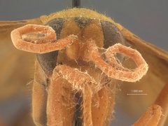 Hemipepsis grahami by the Smithsonian. Used under a CC0 license.
