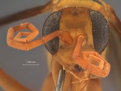 Hemipepsis luzonica by the Smithsonian. Used under a CC0 license.
