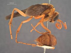 Hemipepsis luzonica by the Smithsonian. Used under a CC0 license.