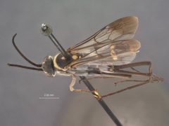 Notocyphus dorsalis arizonicus by the Smithsonian. Used under a CC0 license.
