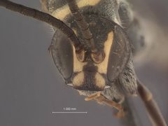 Notocyphus dorsalis arizonicus by the Smithsonian. Used under a CC0 license.