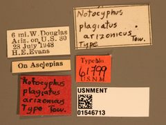 Notocyphus dorsalis arizonicus by the Smithsonian. Used under a CC0 license.