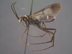 Notocyphus dorsalis arizonicus by the Smithsonian. Used under a CC0 license.