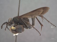 Paracyphononyx plutonis by the Smithsonian. Used under a CC0 license.